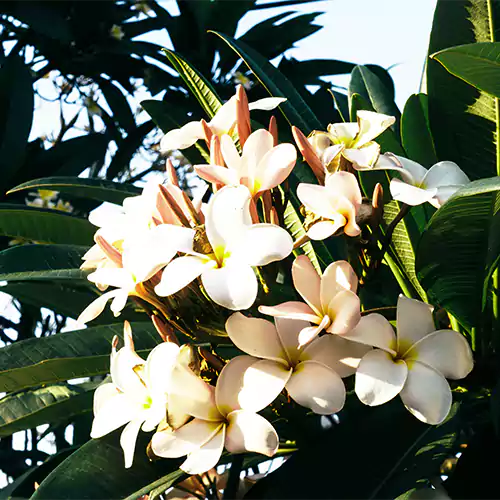 Buy Singapore Dwarf Champa – Plumeria pink and white shade , online - Nursery Nisarga