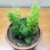 Buy Sprenger's Asparagus Fern Plant Online at Nursery Nisarga