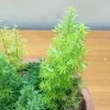 Buy Sprenger's Asparagus Fern Plant Online at Nursery Nisarga