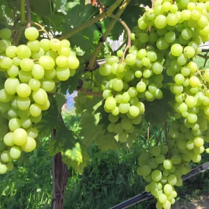 Buy Grape Angoor Vine Plant At Nursery Nisarga