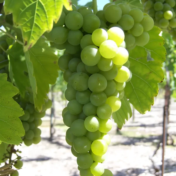 Buy Grape Angoor Vine Plant At Nursery Nisraga