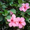 Buy Hibiscus Flower Plant Multicolored