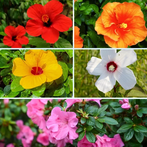 Buy Hibiscus Flower Plant Multicolored