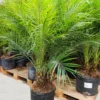 Buy Phoenix palm, Phoenix Canariensis - plant