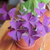 Buy Oxalis Triangularis, False shamrock - Plant Online at Nursery NIsarga