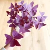 Buy Oxalis Triangularis, False shamrock - Plant Online at Nursery NIsarga