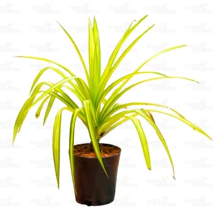 Buy Golden Pandanus (Golden Spider Plant)- online - Nursery Nisarga