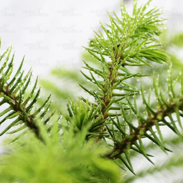Buy christmas tree plant online at lowest rate