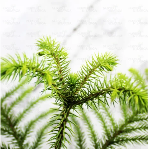 Buy christmas tree plant online at lowest rate