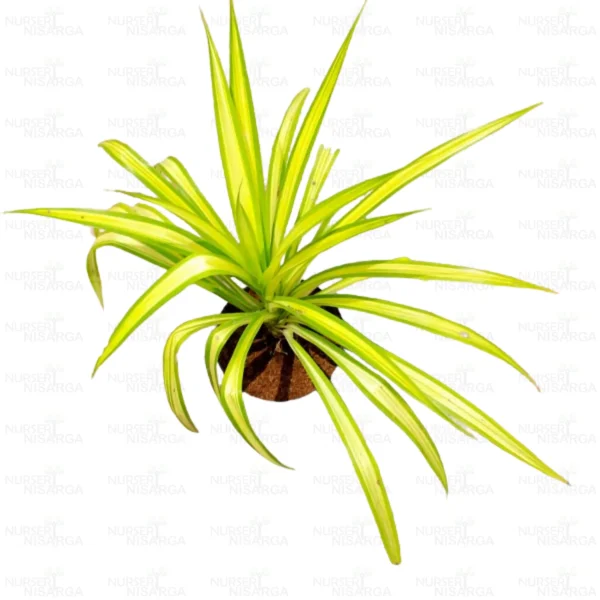 Buy Golden Pandanus (Golden Spider Plant)- online - Nursery Nisarga