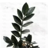 Buy Exotic Black ZZ Plant - Zamioculcas Black Raven zz Plant - Nursery Nisarga