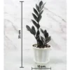 Buy Exotic Black ZZ Plant - Zamioculcas Black Raven zz Plant - Nursery Nisarga