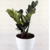 Buy Exotic Black ZZ Plant - Zamioculcas Black Raven zz Plant - Nursery Nisarga