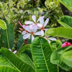 Singapore Dwarf Champa – Plumeria pink and white shade