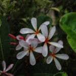 Buy Singapore Dwarf Champa – Plumeria pink and white shade , online - Nursery Nisarga