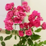 Buy Button Rose, Miniature Rose (Multi color) - Plant From Nursery Nisarga