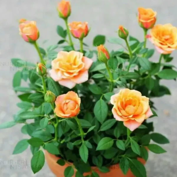 Buy Button Rose, Miniature Rose (Multi color) - Plant from Nursery Nisarga