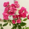 Buy Button Rose, Miniature Rose (Multi color) - Plant from Nursery Nisarga