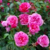 Buy Button Rose, Miniature Rose (Multi color) - Plant from Nursery Nisarga