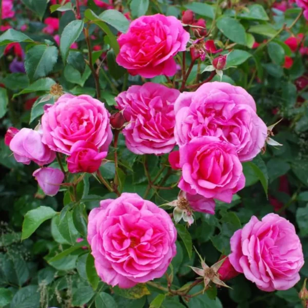Buy Button Rose, Miniature Rose (Multi color) - Plant from Nursery Nisarga