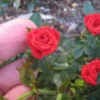 Buy Button Rose, Miniature Rose (Multi color) - Plant from Nursery Nisarga