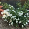 Buy Button Rose, Miniature Rose (Multi color) - Plant from Nursery Nisarga