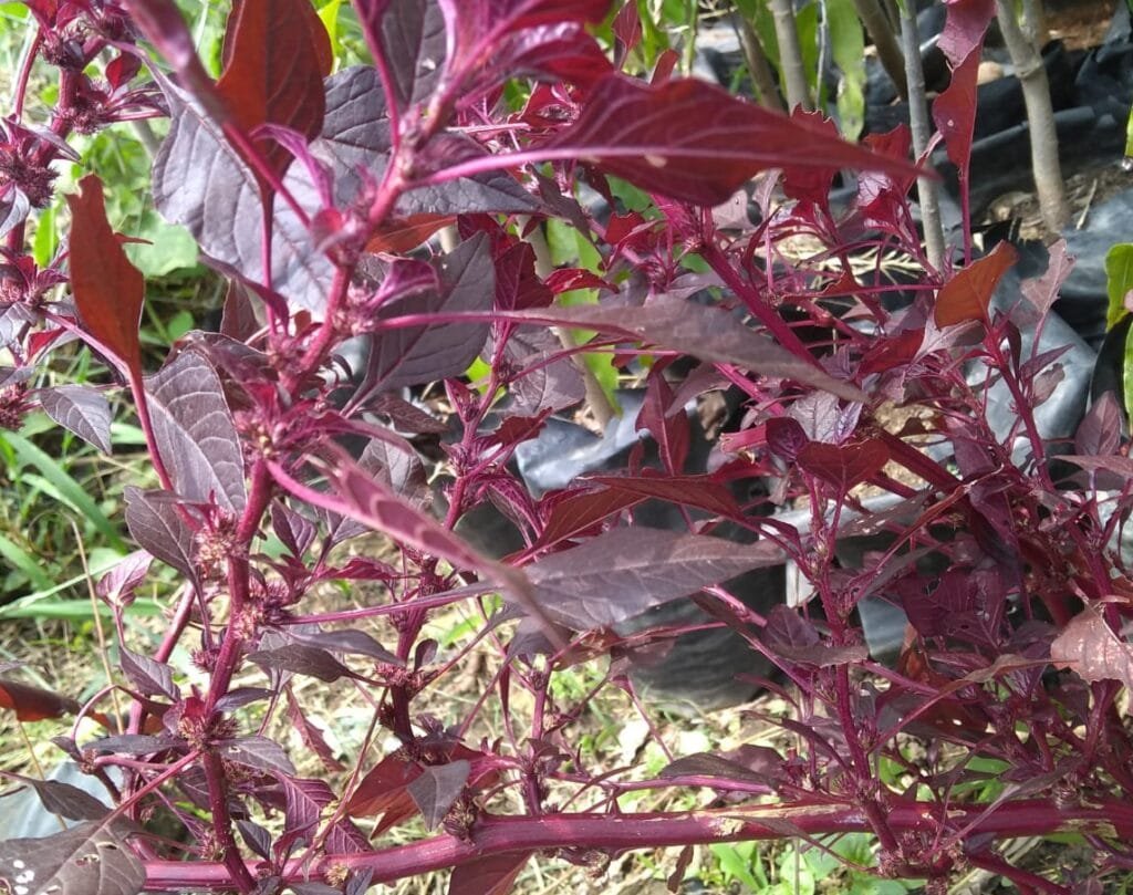 Red Spinach Amaranthus Dubius Vegetable Seeds Nursery Nisarga