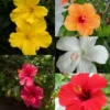 Buy Hibiscus Flower, Jason, Gudhal - Plants - Multicolored from Nursery Nisarga