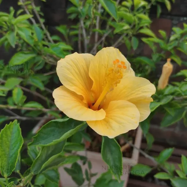 Buy Hibiscus Flower, Jason, Gudhal - Plants - Multicolored from Nursery Nisarga