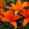Buy Lilium Bulbs/ Asiatic lily, Hybrid Calais - Multicolor Bulbs From Nursery Nisarga