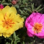 Buy Moss Rose - 10 o'clock, Portulaca plant online - Nursery Nisarga