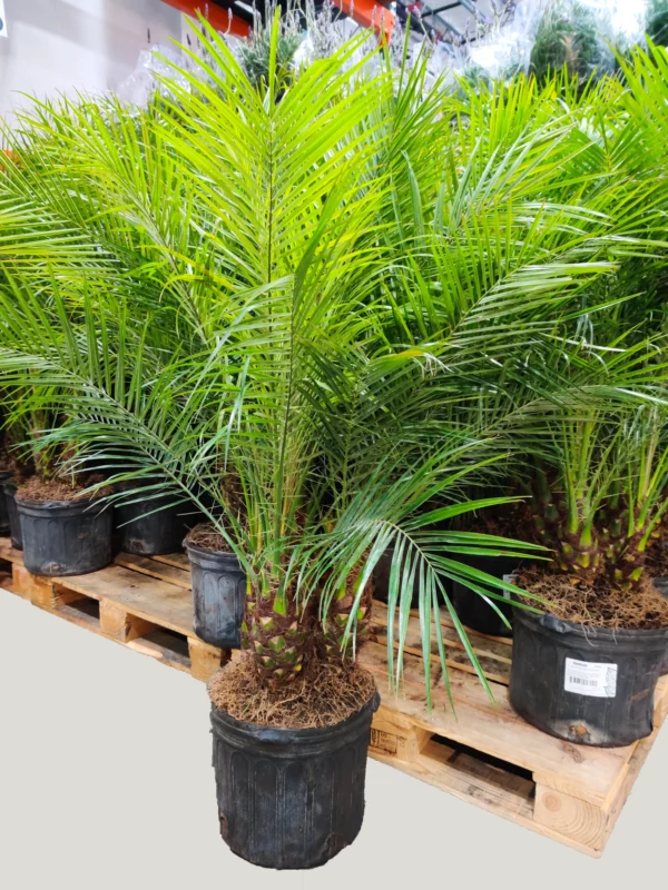 Buy Phoenix palm, Phoenix Canariensis - plant