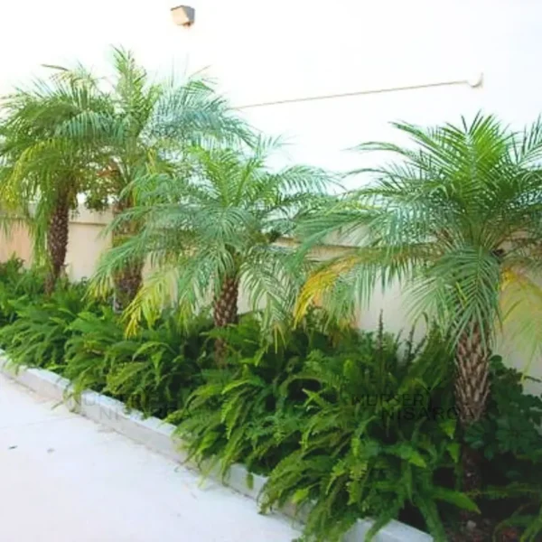 Buy Phoenix palm, Phoenix roebelenii plant From Nursery Nisarga