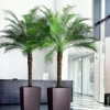 Buy Phoenix palm, Phoenix roebelenii plant From Nursery Nisarga