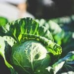 Cabbage seeds