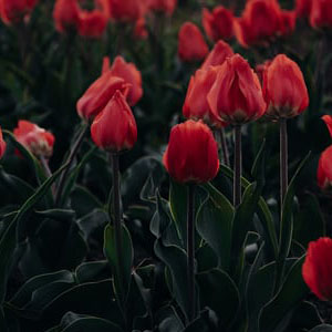 Buy Tulip bulbs online at Nursery Nisarga