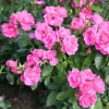 Buy Button Rose, Miniature Rose (Multi color) - Plant from Nursery Nisarga
