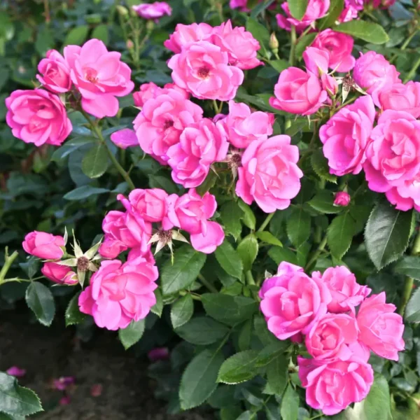 Buy Button Rose, Miniature Rose (Multi color) - Plant from Nursery Nisarga