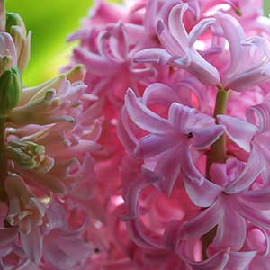 Hyacinth pink flower bulb
