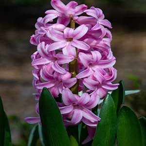 Purple-white hyacinth bulb