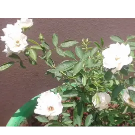 Buy Button Rose, Miniature Rose Online