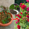 Buy Rose Food Fertilizer for Rose Plant - Nursery Nisarga