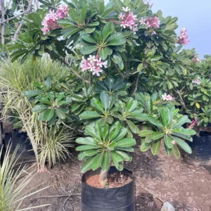 Buy Singapore Dwarf Champa - Plumeria Pink and White Shade from Nursery Nisarga