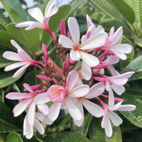 Buy Singapore Dwarf Champa - Plumeria Pink and White Shade from Nursery Nisarga