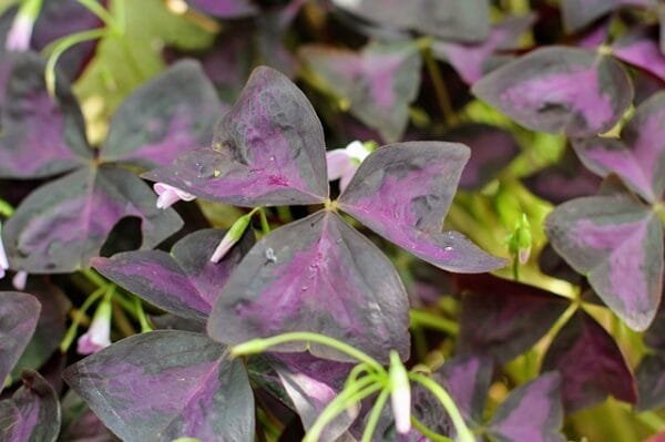 Buy Oxalis Triangularis, triangular clover, Butterfly oxalis Plant online