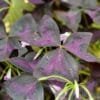 Buy Triangular Clover, Butterfly Oxalis - Nursery Nisarga