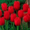 Buy Tulip Bulbs / Tulip bulbs (Pre-Booking) From Nursery Nisarga