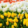 Buy Tulip bulbs online at Nursery Nisarga