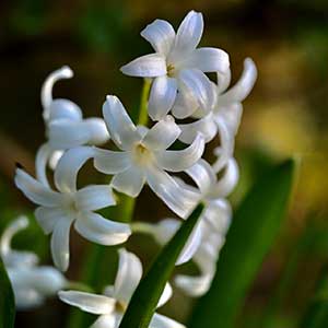 white hyacinth bulb