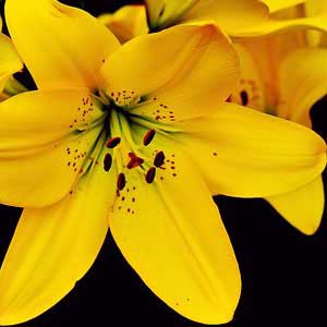 yellow lilium bulbs